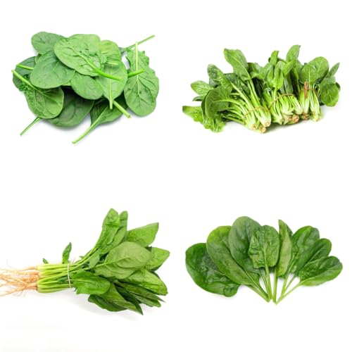 semillas de espinaca resistentes, plantas verdes plantas de interior semillas de hortalizas variedades antiguas cultivo de plantas semillas y plantas de hortalizas Verduras de 200pcs