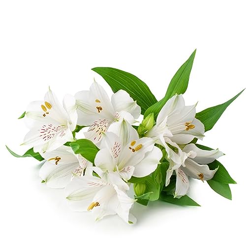 100 piezas Flor Alstroemeria Semillas de plantas - Maceta, Alstroemeria, Semillas de pasto de abeja Plantas de balcón resistentes Floración resistente Semillas de flores