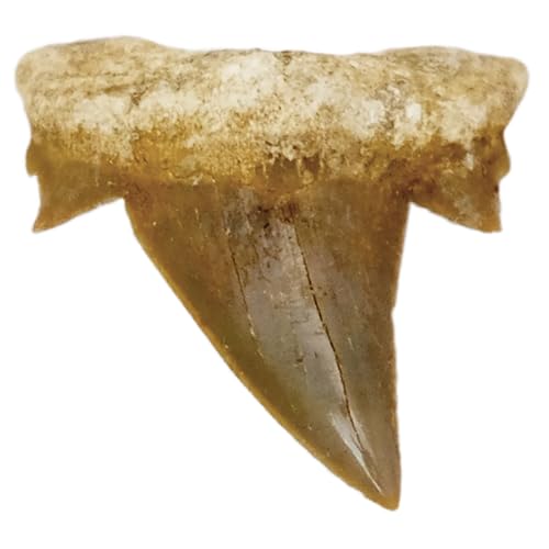 Kaltner Präsente Geschenkidee - Versteinerte Urzeit Fossilie: unbehandelte naturbelassene Haifischzähne XXL Hai Zähne Haizahn Haifischzahn 5-6 cm