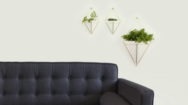Amazon.com: Umbra Trigg Hanging Planter Vase Wall Decor, Pot and