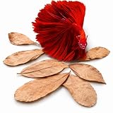 SunGrow 50 pcs Catappa Indian Almond Leaves...