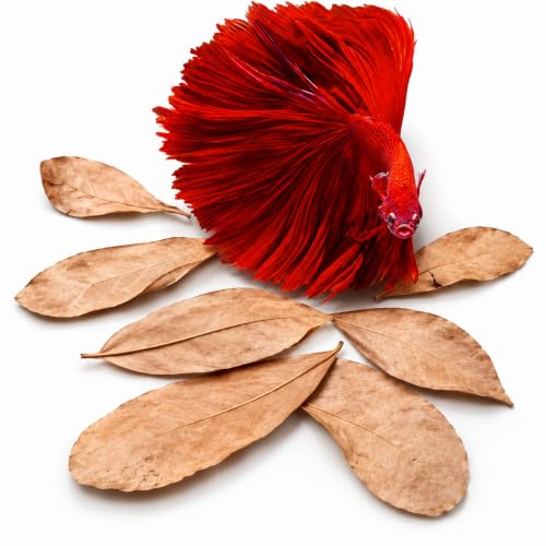 SunGrow 50 pcs Catappa Indian Almond Leaves...