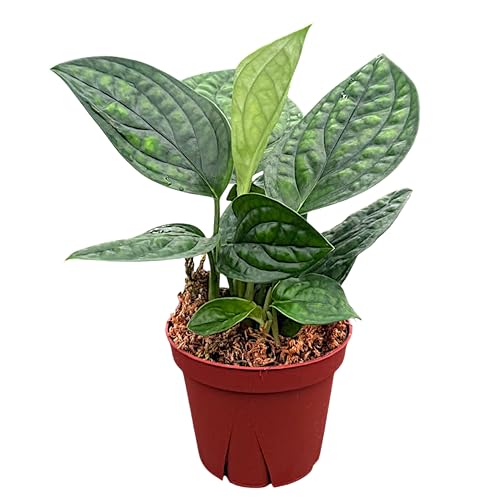 CoollectivePlants Monstera Peru | Live Indoor Houseplant in 4" Pot,