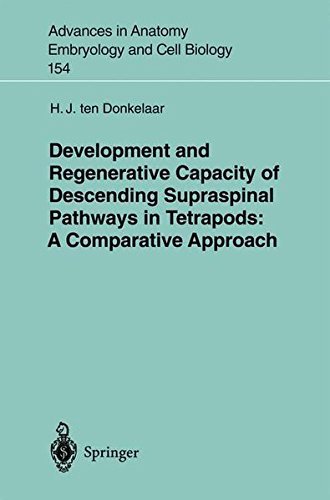Development and Regenerative Capacity of Descending Supraspinal Pathways in Tetrapods: A Comparative Approach (Advances in Anatomy, Embryology and Cell Biology Book 154)