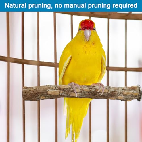 Image of 4 Pcs Natural Wood Bird Perch for Cage Parrot Stand, 2 Grape Wood Perches, A Stand Fork Standing Branch, A Paw Grinding Fork, Training Branches & Fork Toys for Parakeets, Budgies, Finches