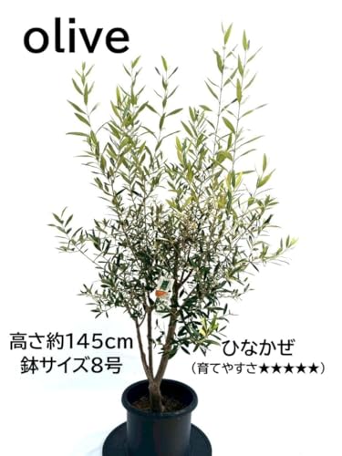 観葉植物 オリーブの木 現品」の人気商品一覧 | 安い商品を通販サイト