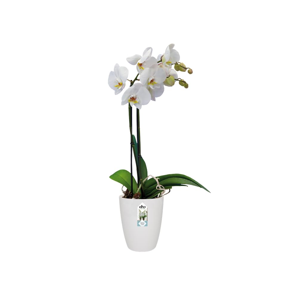 Vaso BRUSSELS ORCHID – Elho | Elegante vaso per orchidee da interno » Vivai le Georgiche
