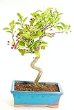 Bonsái Malus DECOALIVE Planta Natural muy Original Bonsái Manzano