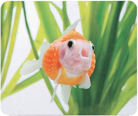Amazon Co Jp 可愛いピンポンパールのマウスパッド フォトパッド 金魚シリーズ パソコン 周辺機器