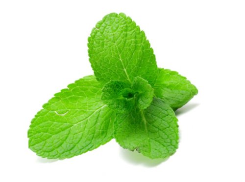 Fresh Spearmint, 3 Count of 1 lb Pack, Fresh Mint Leaves for Culinary Use, Gourmet Quality Herbs