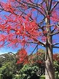 New Fresh 85pcs Brachychiton acerifolius Tree Seeds Generic