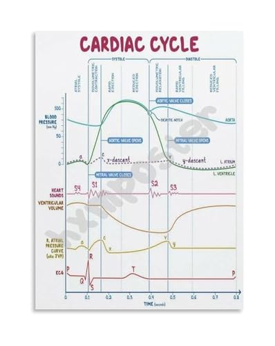 Cardiac Cycle and Heart Function Poster Medical Educational Chart Canvas Wall Art for Classroom Clinic Training Room(Unframed,08