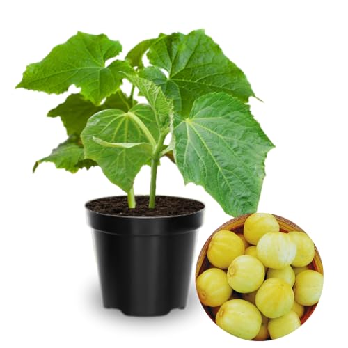 Set of 2 Live Lemon Cucumber Plants, 3 to 5