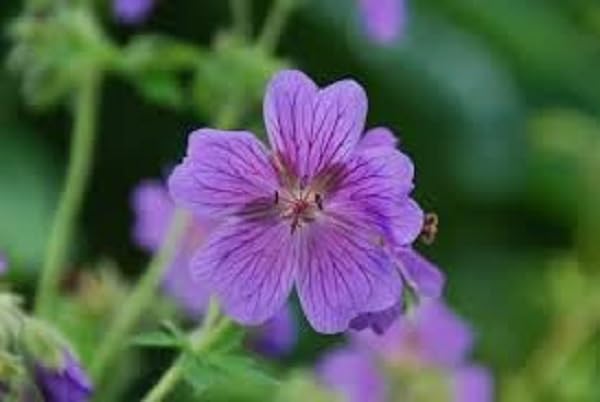 Gurveplantationi Geranium Flowers Varieties Hardy Geraniums Annual Perennial Zonal Ivy Scented, Potted Flowering Indoor Office Decor and Gardening Plant with Pot (Purple) (B0D6W4QBXL) Amazon Price History, Amazon Price Tracker