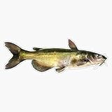 Leyland Designs Channel Catfish Sticker Outdoor Rated Vinyl Sticker Decal for Windows, Bumpers, Laptops or Crafts 5'
