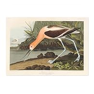 OUR ART: This collection features vintage bird illustrations by John James Audubon, renowned for his detailed and lifelike depictions of North American bird species. Each print captures Audubon's meticulous attention to anatomy and nature, offering a...
