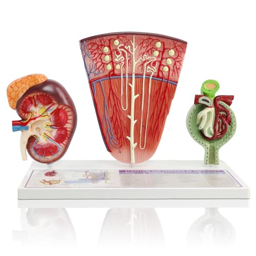 Image of Human Kidney Anatomy Model with Nephron & Glomerulus - 3-Part Renal Structure Model with Base - Medical Anatomical Teaching Model for Students, Nurses, and Clinics