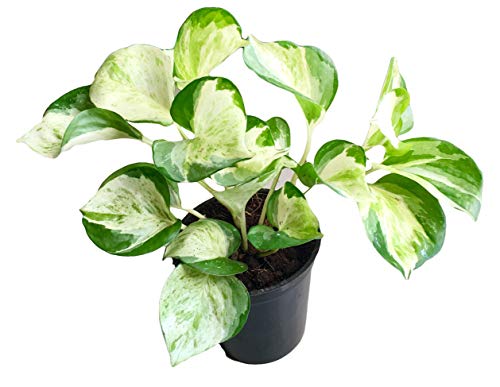 15 Artificial Plant Decorating Ideas 23 The Four Seasons Manjula Pothos | Epipremnum Aureum Manjula Natur...