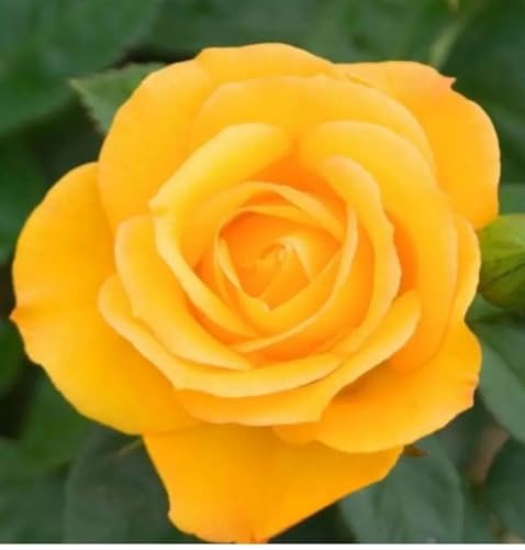 Arthur Bell Climbing Rose Plant, Yellow Hybrid Tea, Fragrant, 3 Litre Pot