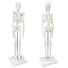 Mini Human Skeleton Model, 17.7 Small Skeleton Anatomy Model W/Movable Arms, Legs and Stand for Student Kid to Study Human Skeletal System Anatomy, Physiology Decor Halloween Manual Included