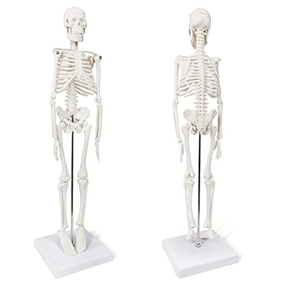 Mini Human Skeleton Model, 17.7 Small Skeleton Anatomy Model W/Movable Arms, Legs and Stand for Student Kid to Study Human Skeletal System Anatomy, Physiology Decor Halloween Manual Included
