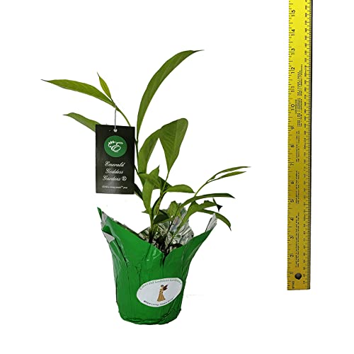 Yesterday Today Tomorrow Live Semi-Tropical Flowering Shrub Plant Purple White Lavender Spring Bloom Starter Size 4 Inch Pot Emerald Tm #TOP4