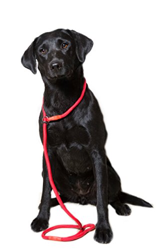 Dog & Field Deluxe Gundog Laisse en Nylon Rouge