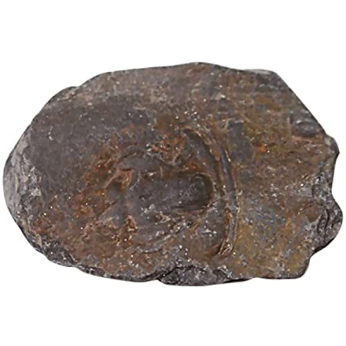 Ciieeo 1Pc Real Trilobite Sample Authentic Desktop Ornament for Educational Play for Science Teaching Simulation Model for Paleontology Enthusiasts