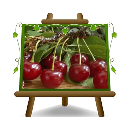 EURO PLANTS VIVAI Cerezo Ácido Amarena Progressiflora Planta frutal en maceta ø 20 cm - Altura 150~170 cm - Edad 2 años