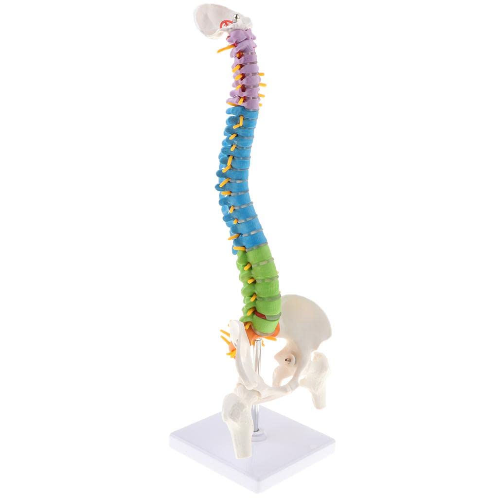 Modello Colonna Vertebrale Umana con Dischi Intervertebrali Riproduzione Anatomica Flessibile in PVC Forniture Didattiche per Studenti Attivit,