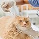 JJPJL 50 Stück Wattestäbchen Lang,Hunde Wattestäbchen Ohrreiniger,Wattestäbchen Groß,Ohrreinigungsstäbchen,für Haustiere Hund,Katze,15cm