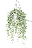 pianta di edera comune verde (hedera helix) - vaso 19 cm | 1 pianta rampicante evergreen | facile da coltivare in vaso o parete | ideale per interni, esterni, pareti verdi e follaje decorativo