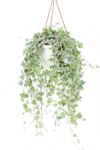 Pianta di Edera Comune Verde (Hedera helix) - Vaso 19 cm | 1 Pianta Rampicante Evergreen | Facile da Coltivare in Vaso o Parete | Ideale per Interni, Esterni, Pareti Verdi e Follaje Decorativo