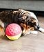 Outward Hound Nina Ottosson Hundespielzeug Intelligenz - Stufe 1 Anfänger - Leckerli-Spender, Beschäftigung & Intelligenzspielzeug für Hunde & Welpen, bei Langeweile & mentaler Stimulation