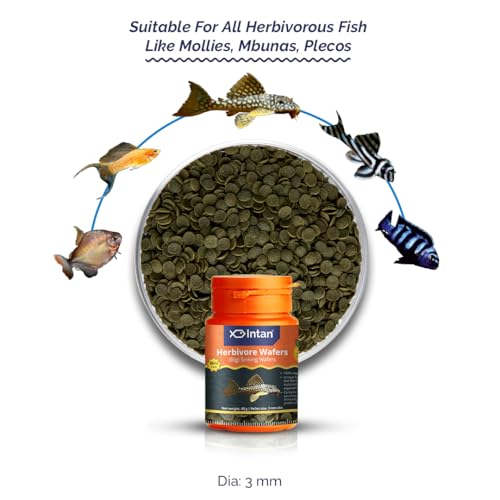 Image of Intan Herbivore Wafers (Big 3.0mm Sinking) | 40gm - Highly Nutritious Ornamental Fish Food for Herbivorous Fish - Mollies, Mbunas & Plecos | Growel Feeds