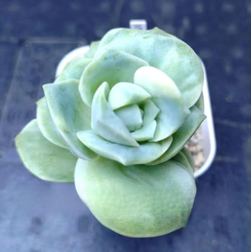 多肉植物 ラブリーローズ」の人気商品一覧 | 安い商品を通販サイトから