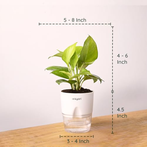 Image of KYARI Golden Money Indoor Plants for Living Room | Live Plants | Plants with White Self Watering Pot for Home | Air purifier plants | Plants for Home Decor | Plants for Garden & bedroom