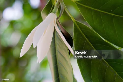 Image of White Swarna Champa - All-Time Blooming Hybrid Plant (Michelia Champaca) | Sonchapa, Hirwa Chafa, Sarna Chapa | Pack of 1 Live Plant inch