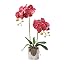 Fuchsia-silver