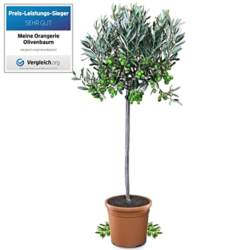 Olivenbaum Meine Orangerie Mezzo – Olea Europaea – Echter Olivenbaum