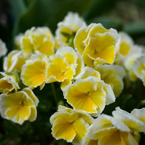 semi resistenti viola del pensiero - perenni resistenti di viola del pensiero, balcone, balcone da giardino 200pcs