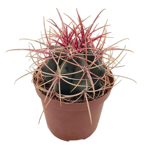 Fangblatt – Ferocactus gracilis var. coloratus – farbenprächtiger Kugelkaktus – pflegeleichte Sukkulente mit roten Dornen für sonnige Fensterplätze Fangblatt – Ferocactus gracilis var. coloratus – farbenprächtiger Kugelkaktus – pflegeleichte Sukkulente mit roten Dornen für sonnige Fensterplätze