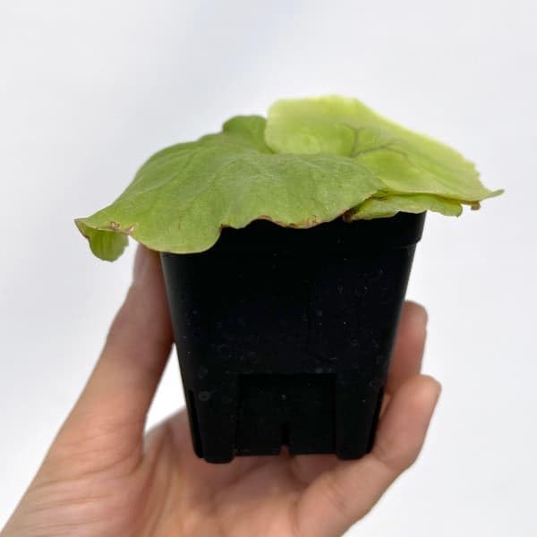 現品】ワイルド株 コウモリラン・リドレイ（リドレー）大 板付