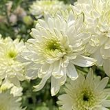 semillas de crisantemo resistentes - crisantemo - raras, decoración de sala estar, para bancales elevados resistentes para jardín, 1500pcs