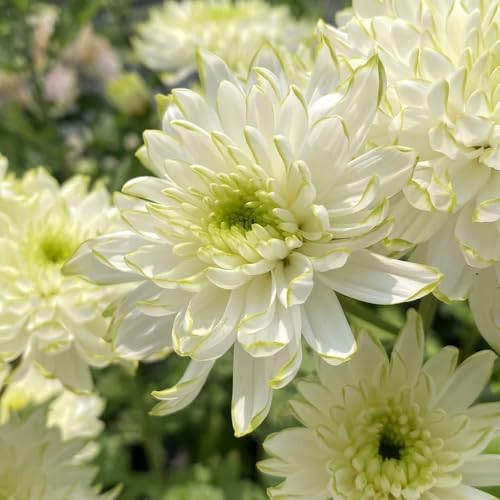 semillas de crisantemo resistentes - crisantemo - raras, decoración de sala estar, para bancales elevados resistentes para jardín, 1500pcs