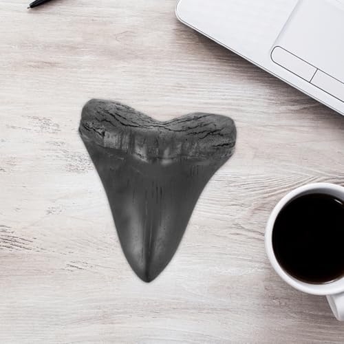 MAGICLULU Megalodon-Zahnfossil Haifischzähne Haifischzahn Sammlerstück Megalodon-Haiezahn Megalodon-Zähne deko Modelle Ornament Probe Schreibtisch Handhaben Graben Replik Student Figur Harz