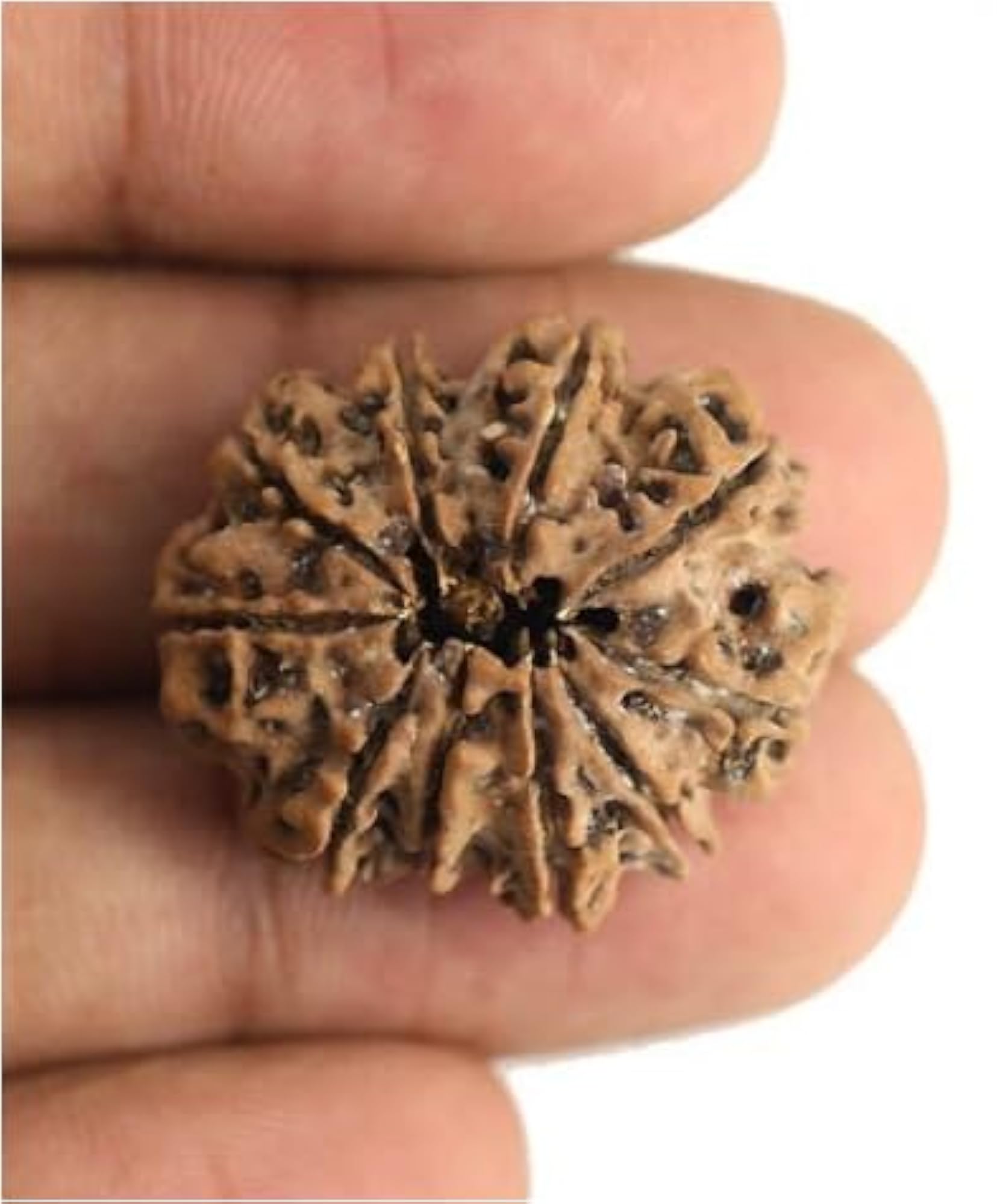 Precious 10 Mukhi Rudraksha Bead from Nepal for Pendant Making