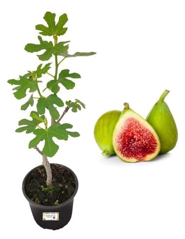 P. Piantine da Orto | Fico Dottato Bianco, Pianta in Vaso Diametro 22 cm, Pianta da Frutto, Pianta Vera da Esterno, Giardino o Vaso in Terrazza, Vivaio Italiano,altezza pianta 150 cm