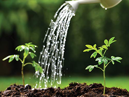 Water-Wise Landscaping