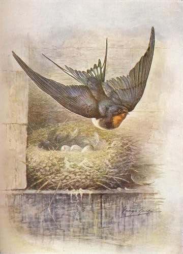 Affiche Hirundo Rustica George Rankin poster oiseau poétique